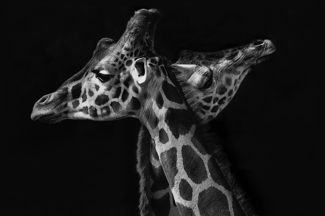 Affection 