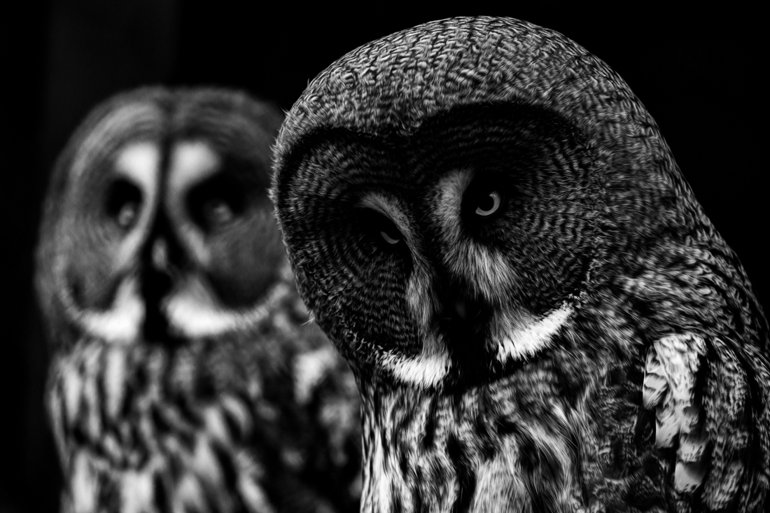 Owls