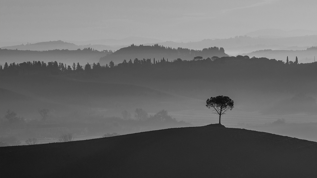 The tree