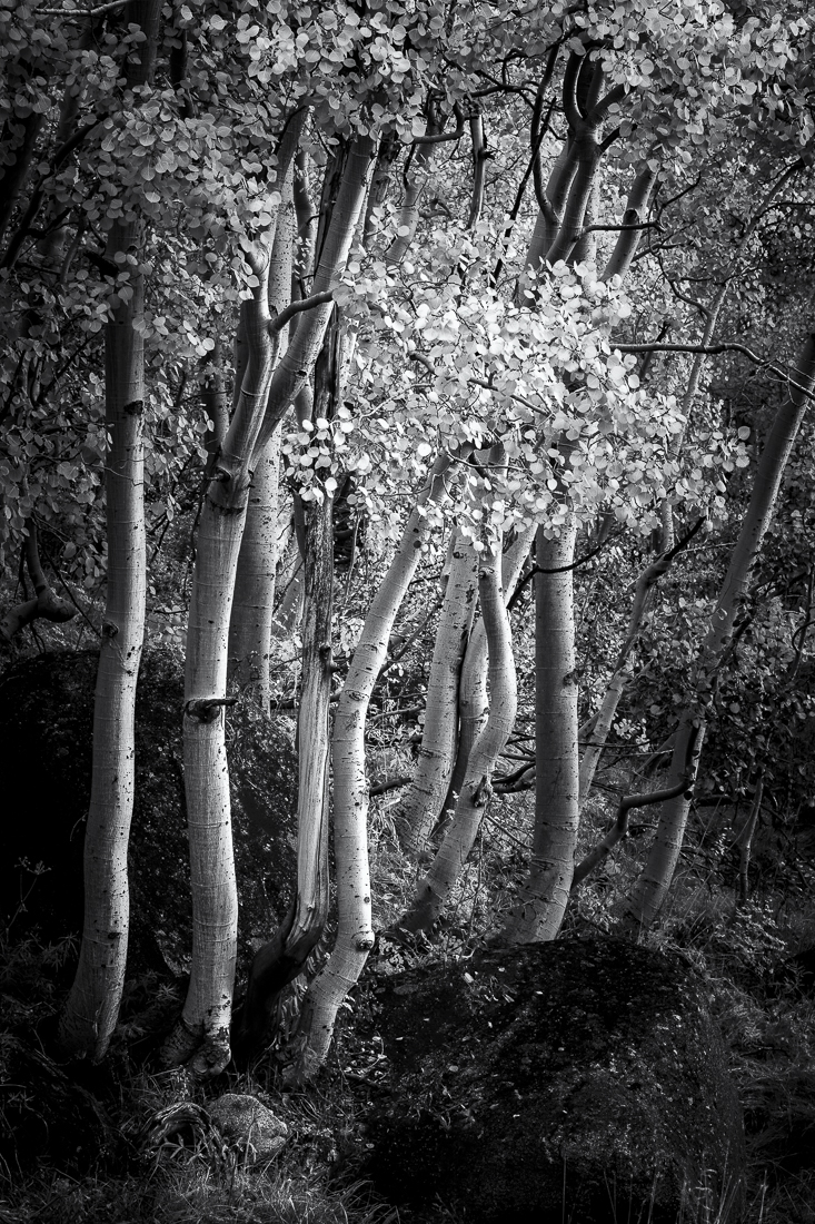 Elements of the American Landscape