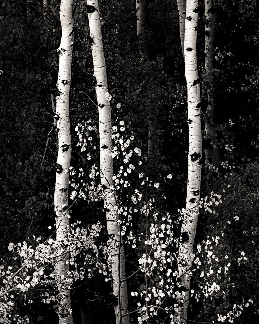 Elements of the American Landscape