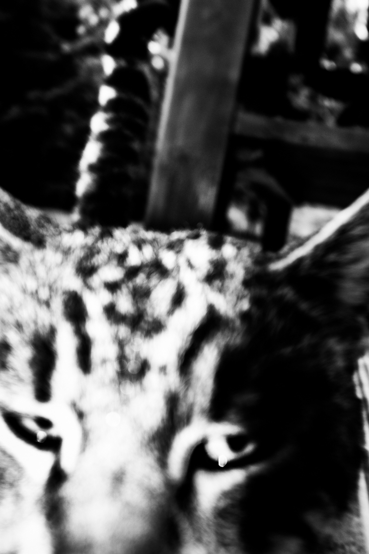 The specter of life