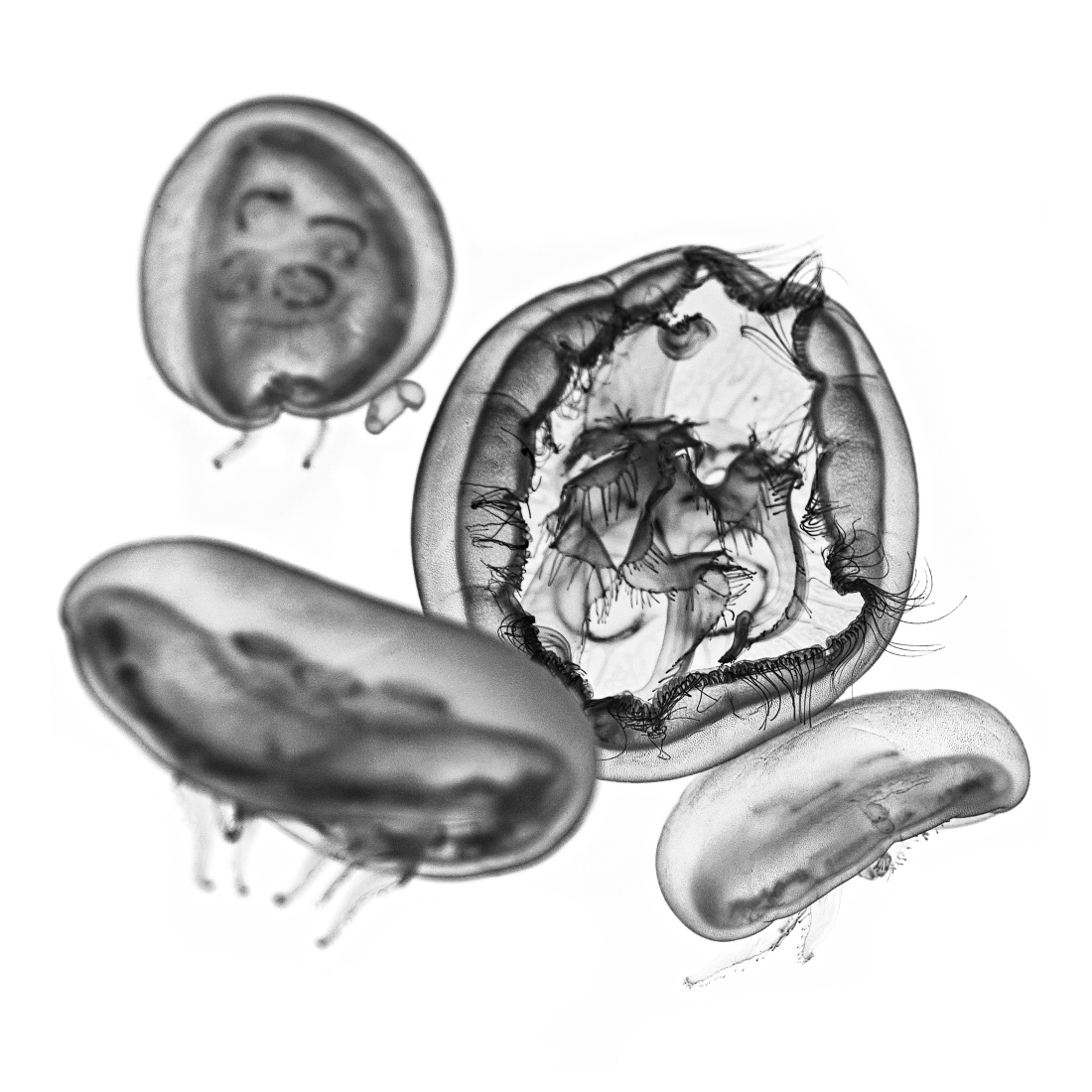 World of Jellyfish