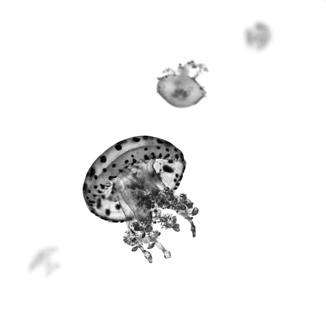 World of Jellyfish