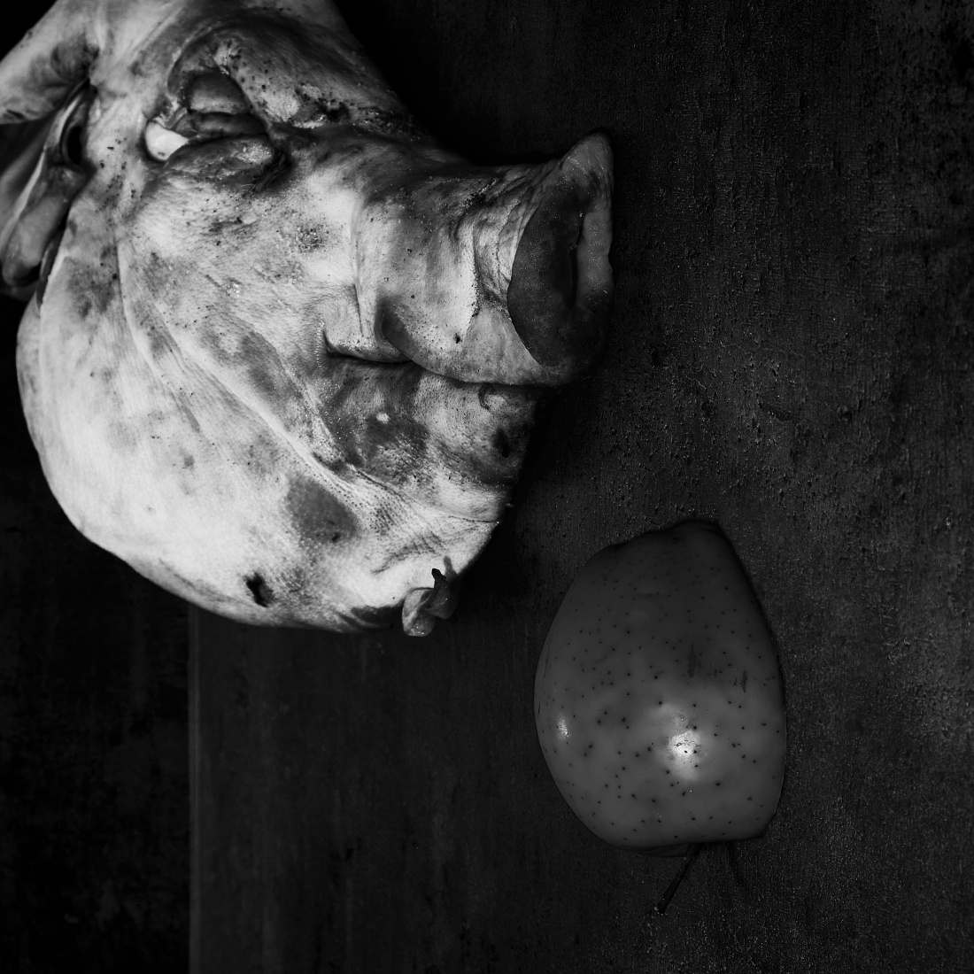 still life of unstill death