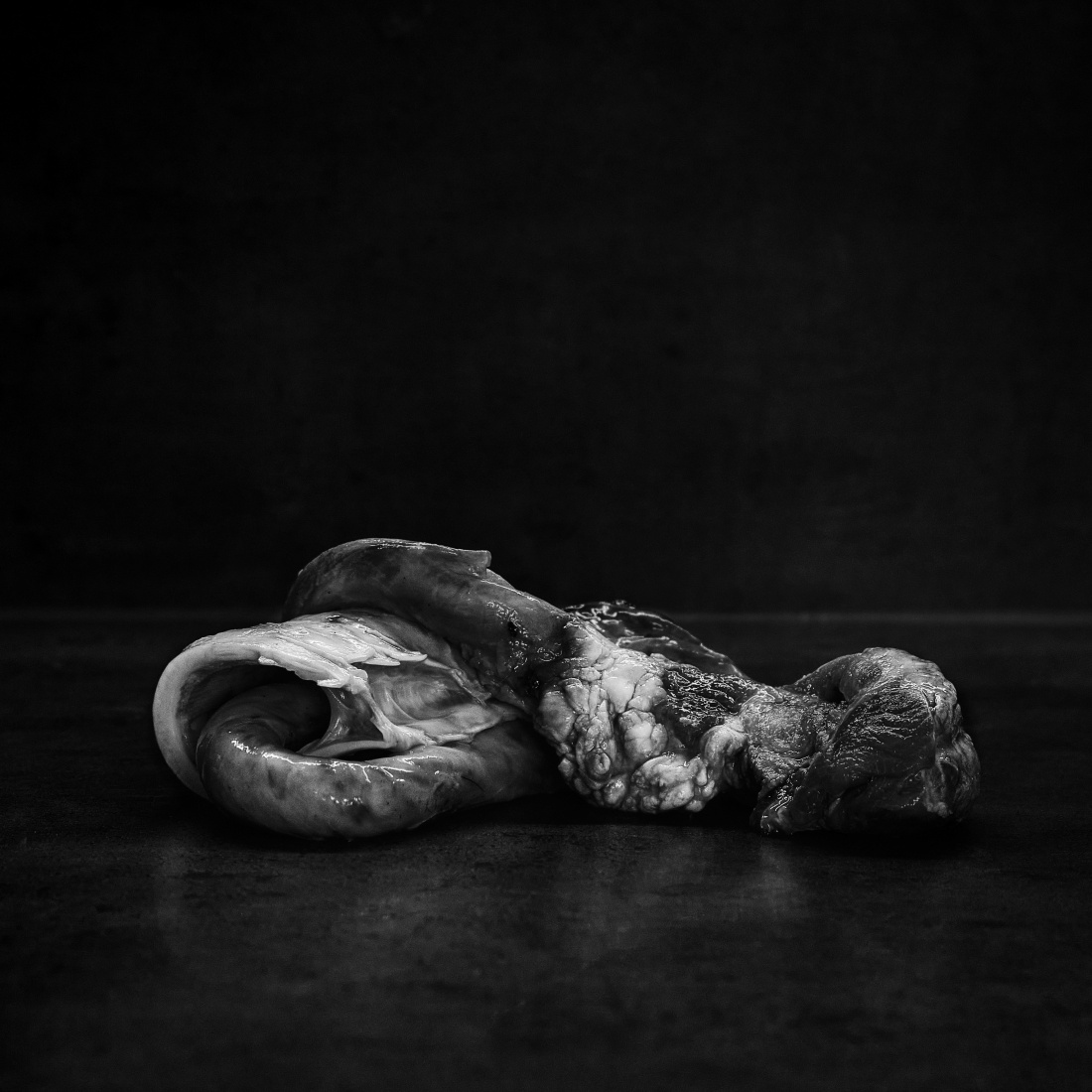 still life of unstill death