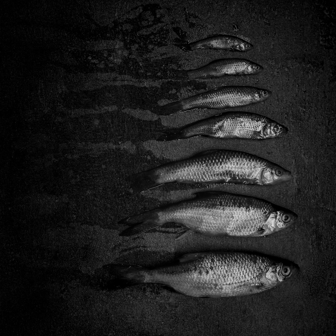 still life of unstill death