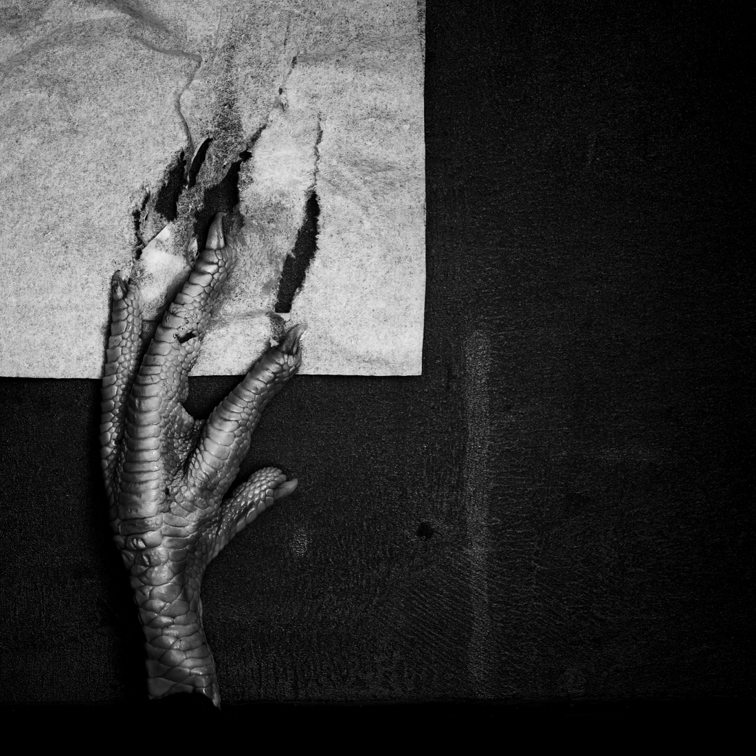 still life of unstill death