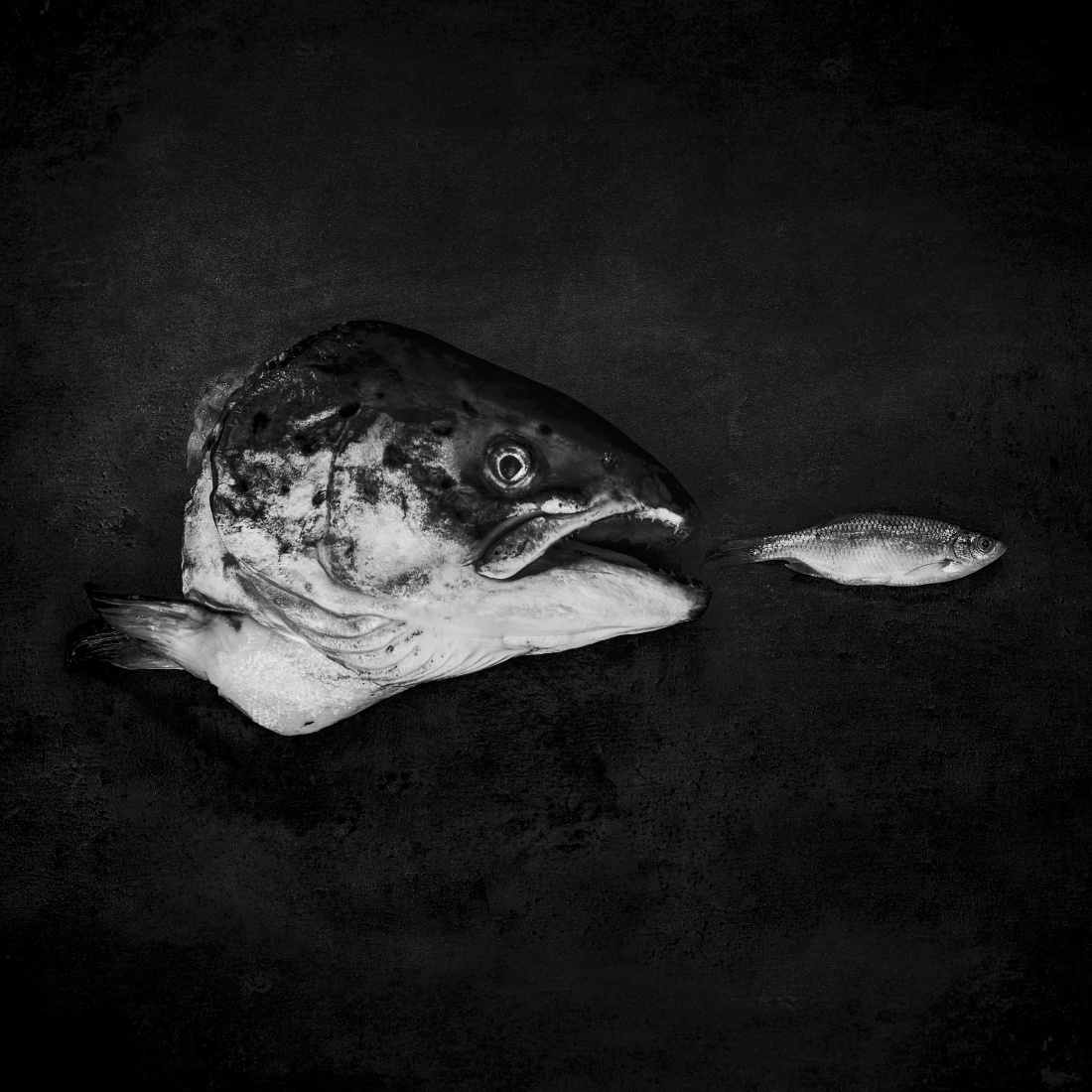 still life of unstill death