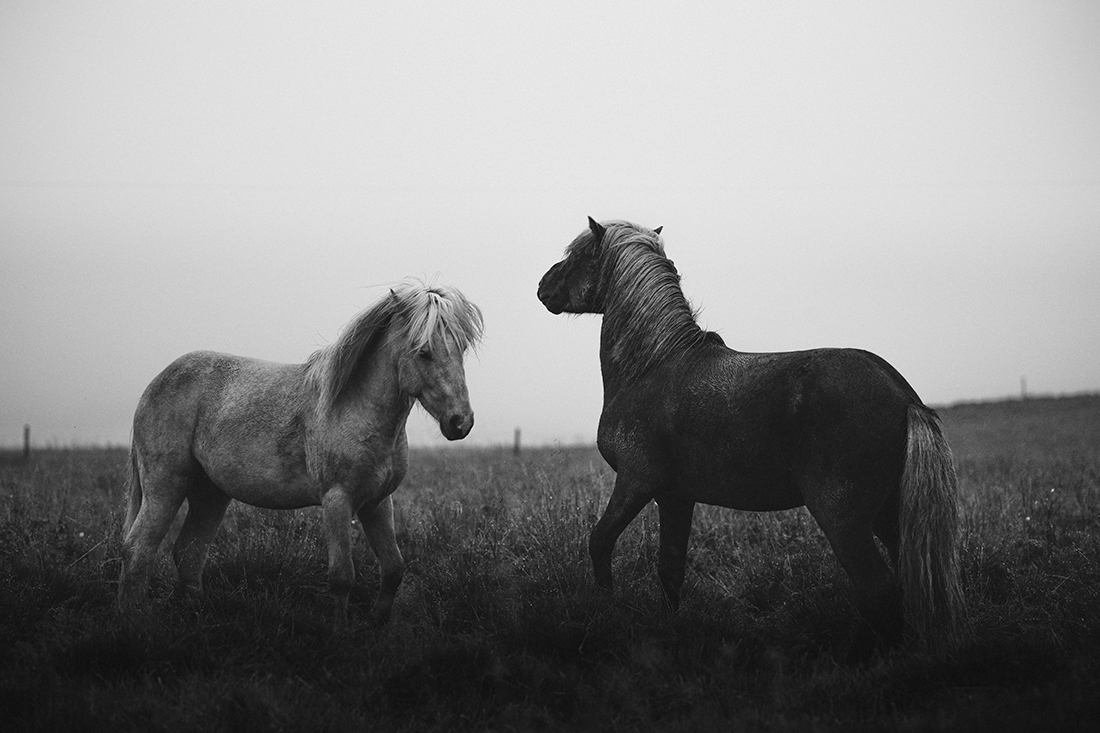 Rainy Iceland
