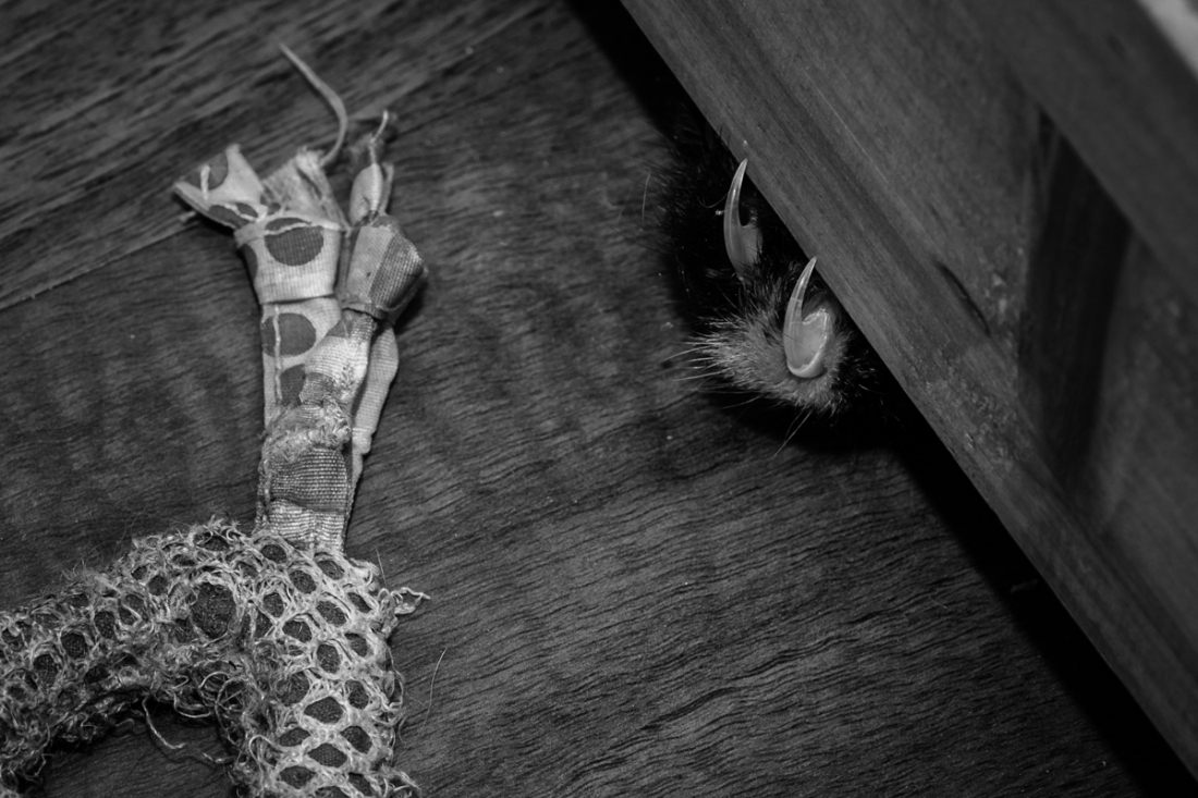 During the pandemic I live at my cats' place
