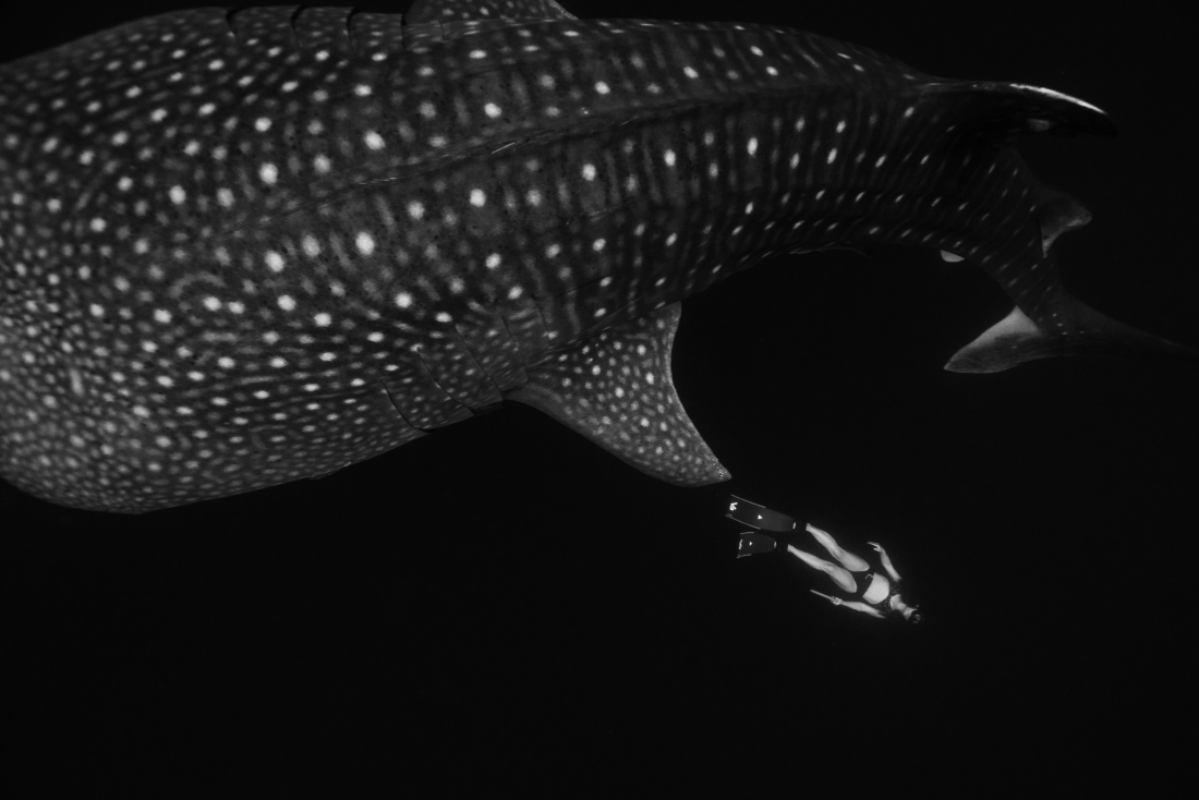 whaleshark dance