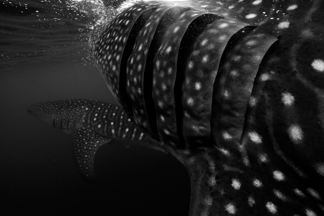 whaleshark dance