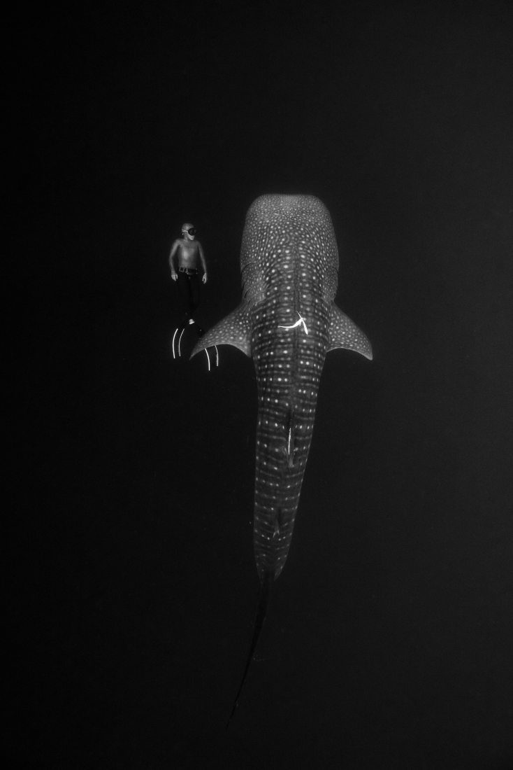 whaleshark dance