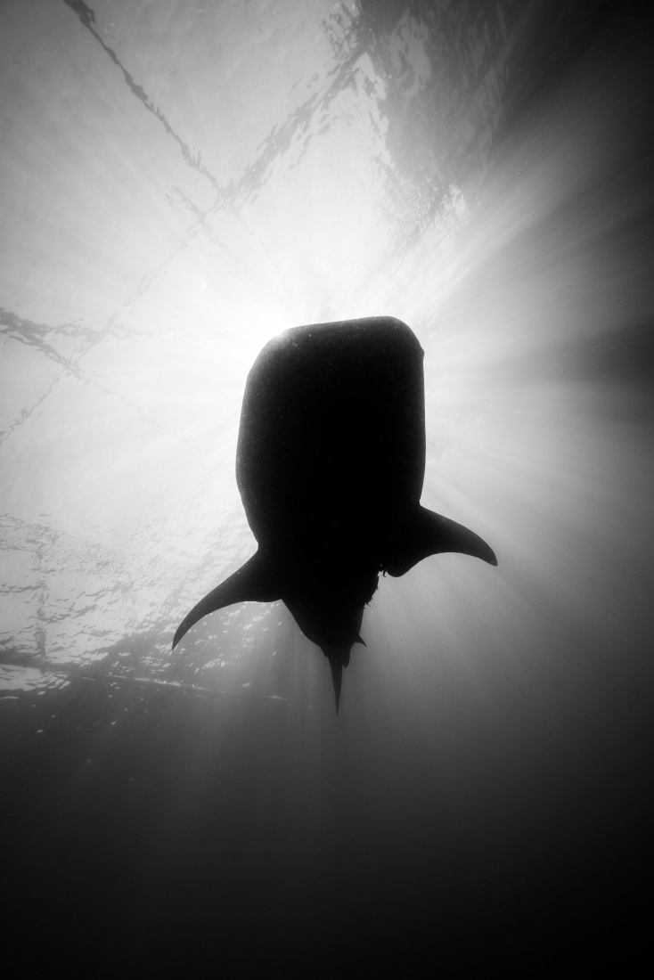 whaleshark dance
