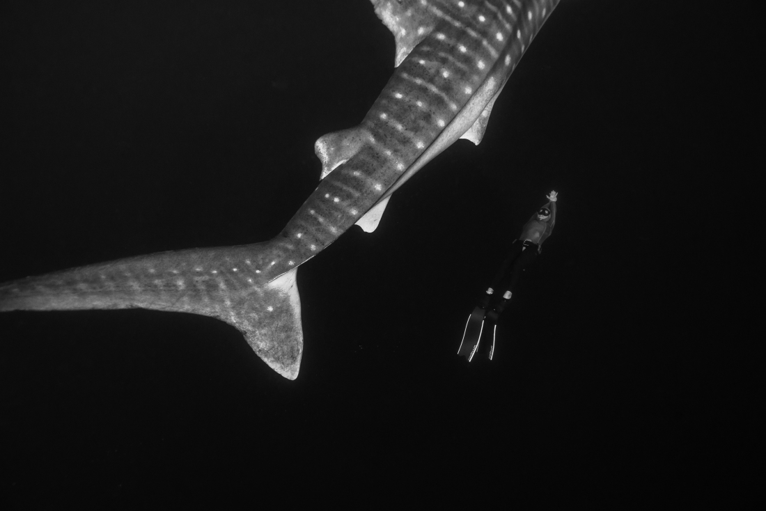 whaleshark dance
