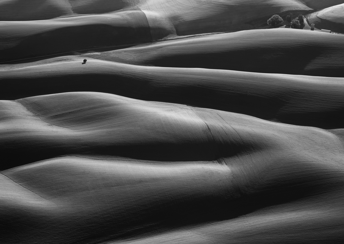 Palouse Tree 