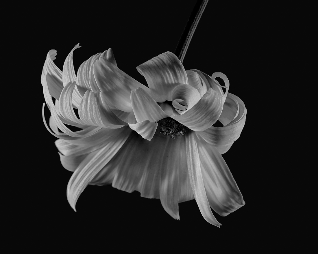 Compositions