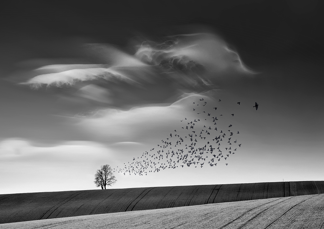  Flock