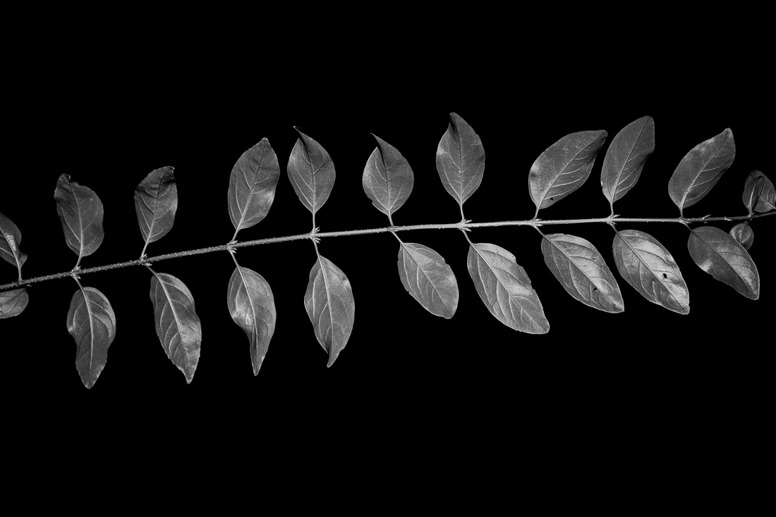 Scars