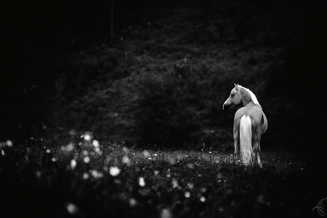Ghost of the Mountain