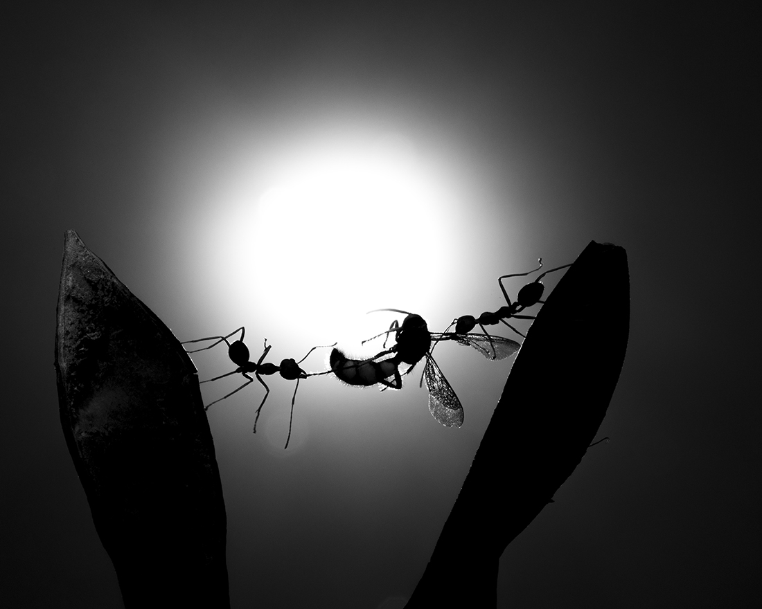 hunting ant