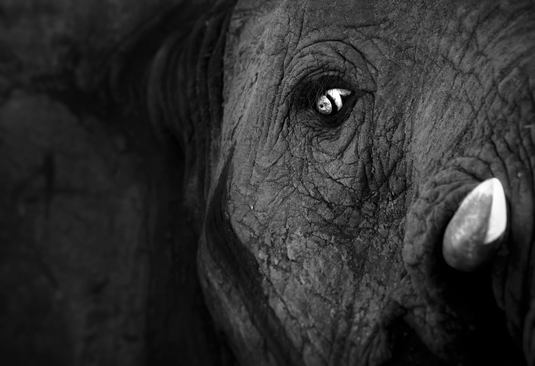 The last look