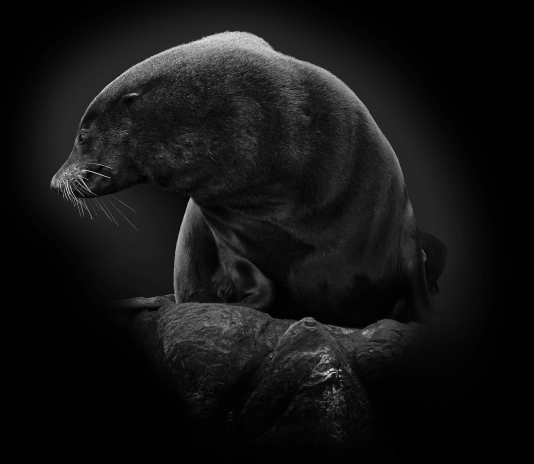 Tasmania Seals