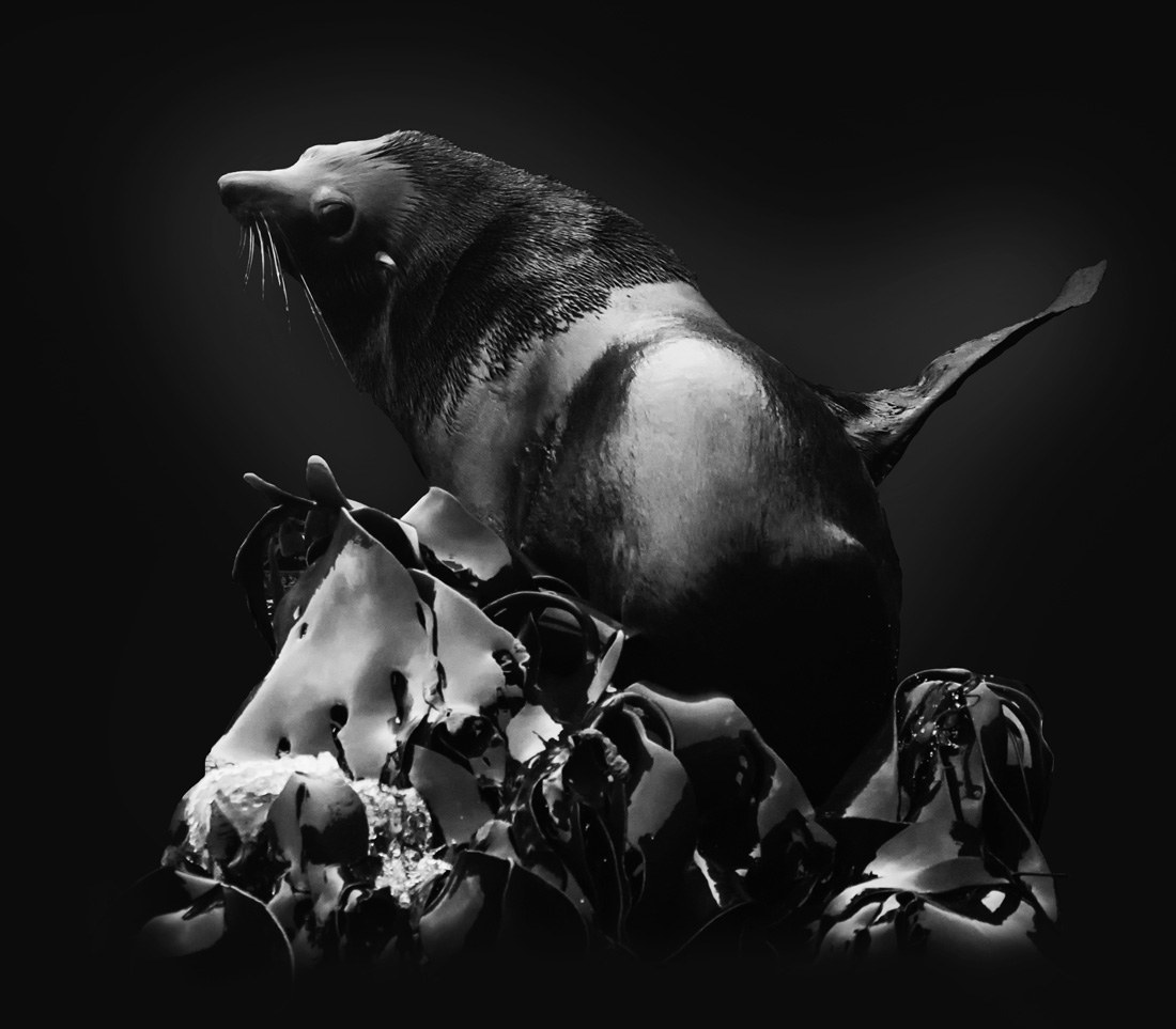 Tasmania Seals