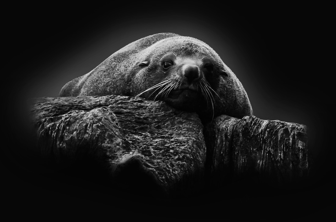 Tasmania Seals