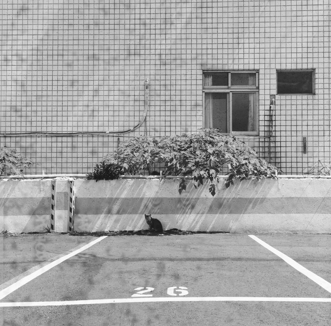 Cat No. 26