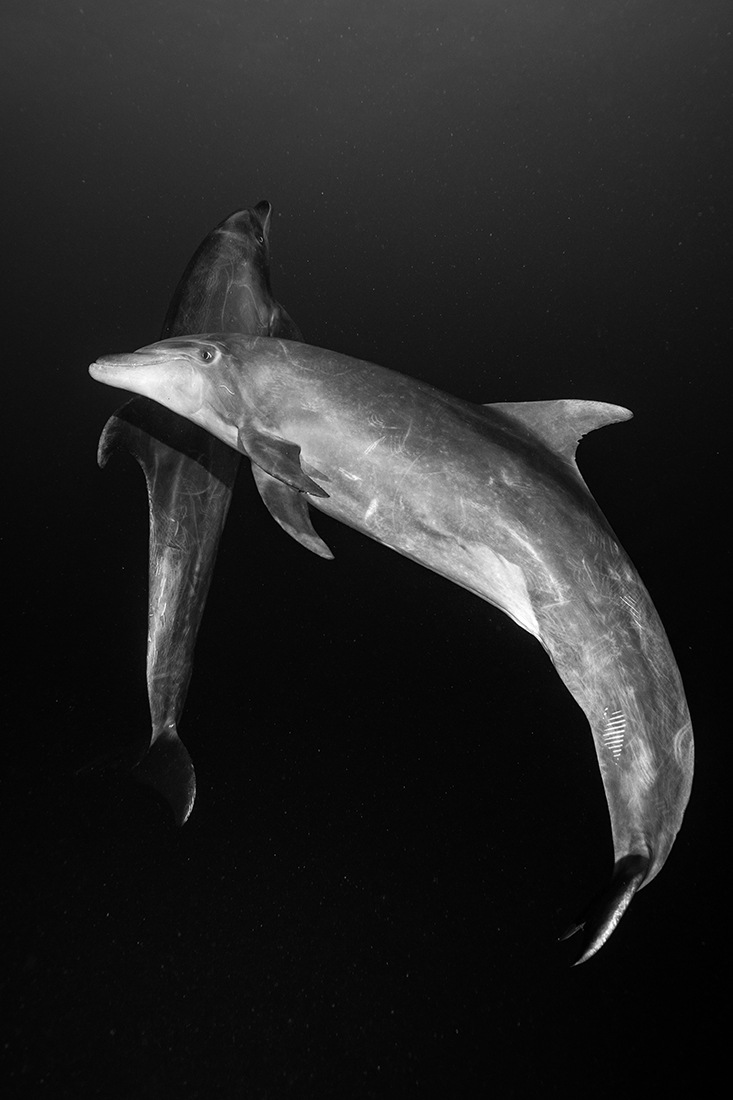 Dolphin love