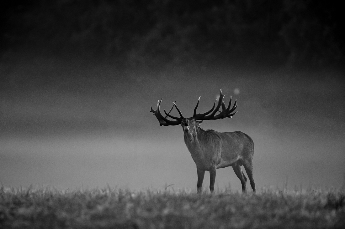 Rutting time
