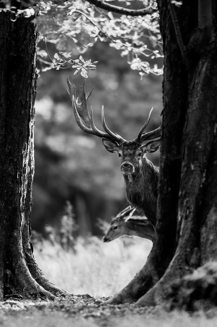 Rutting time