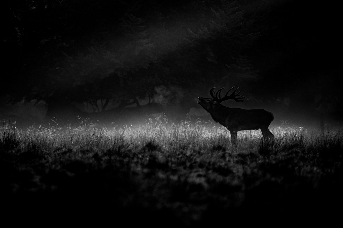 Rutting time