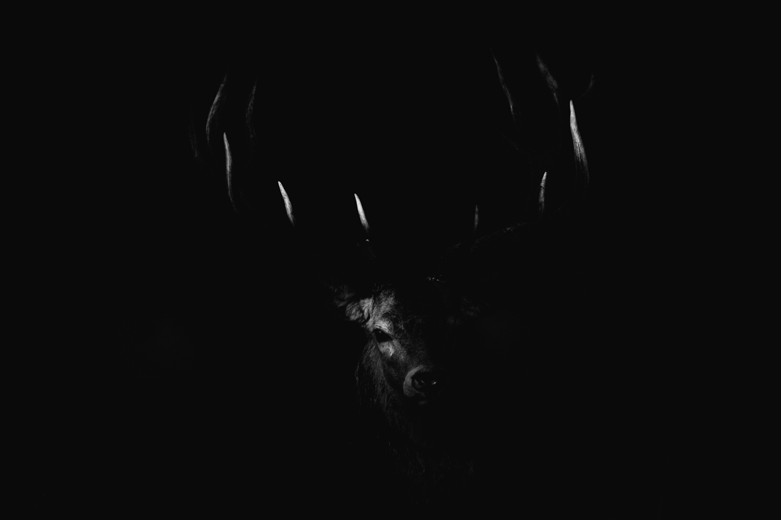 Rutting time