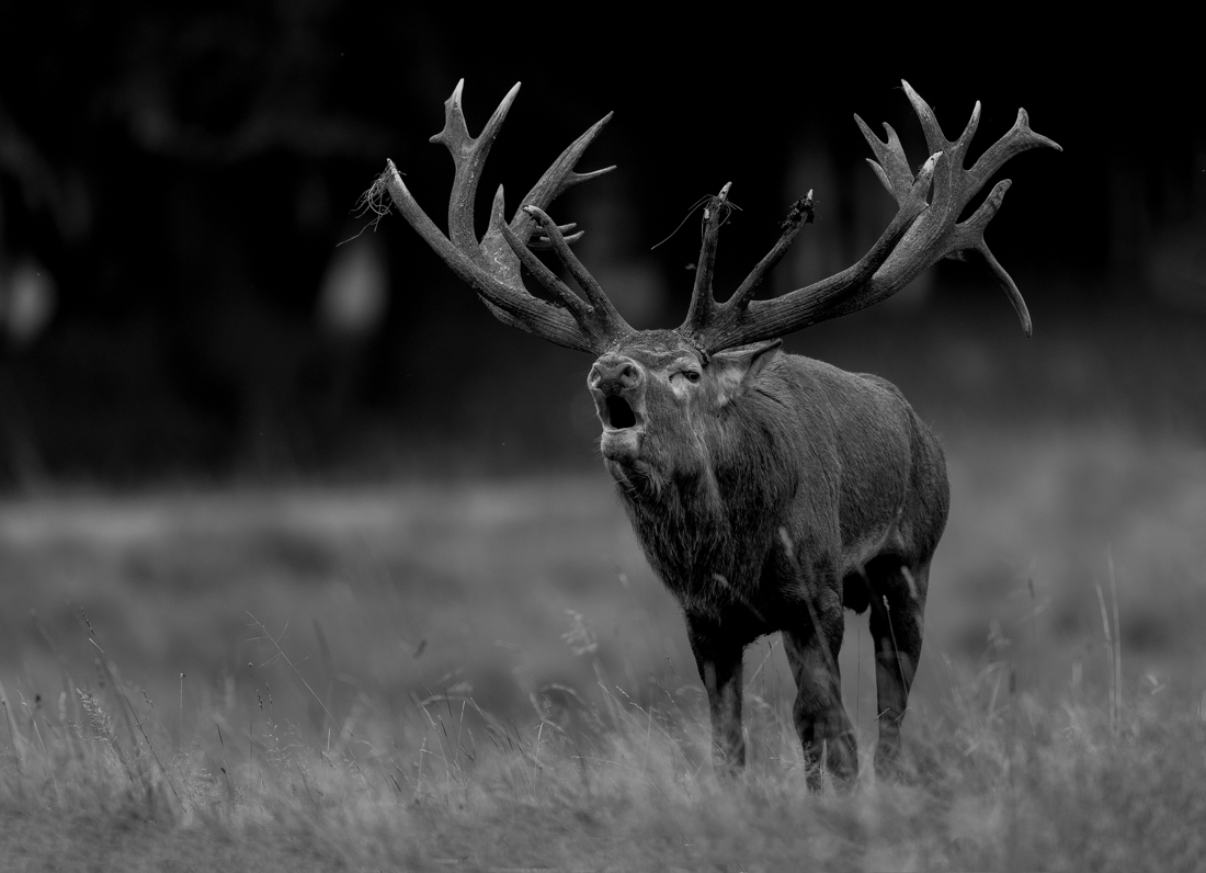 Rutting time