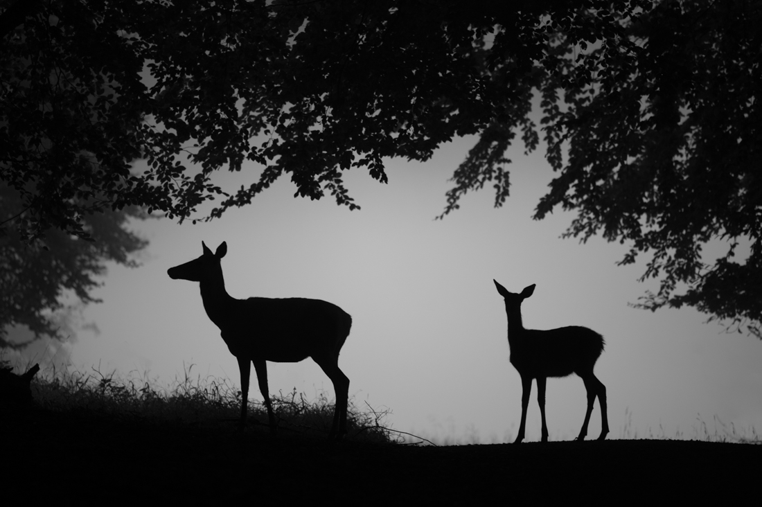 Rutting time