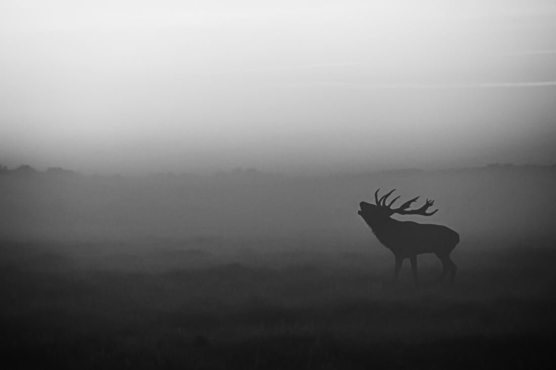 Rutting time
