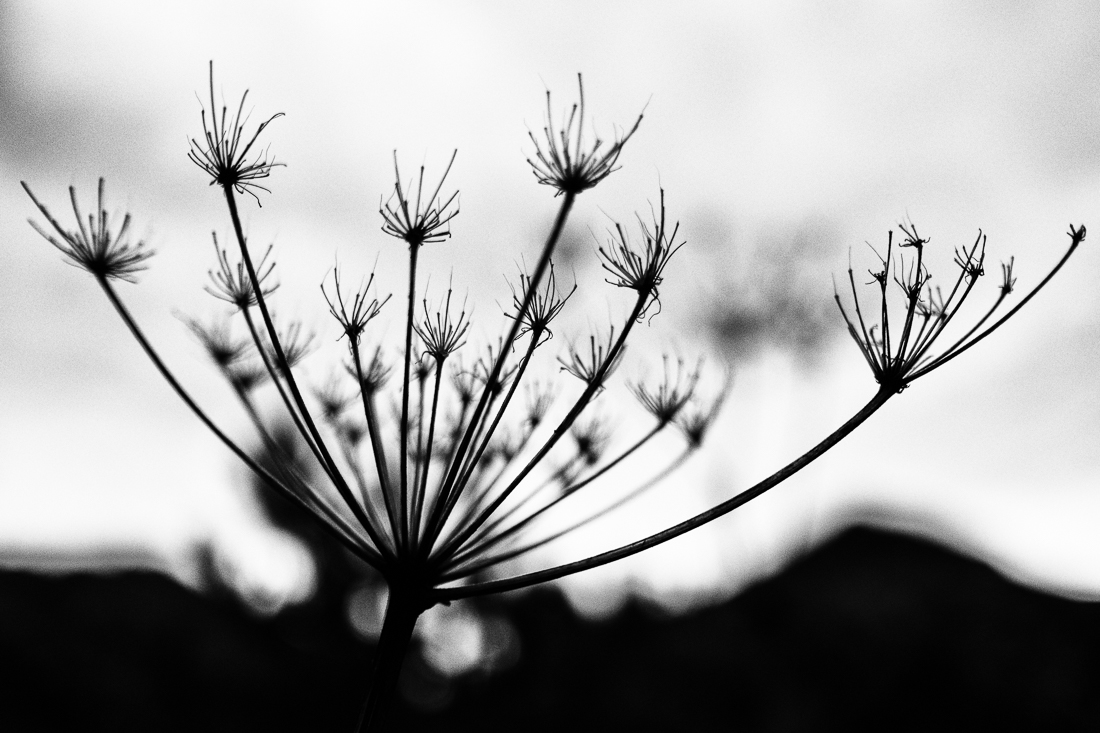 Spirit