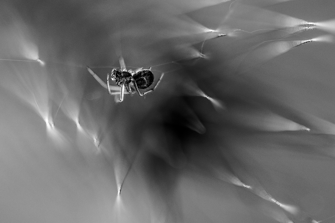 Arachnid