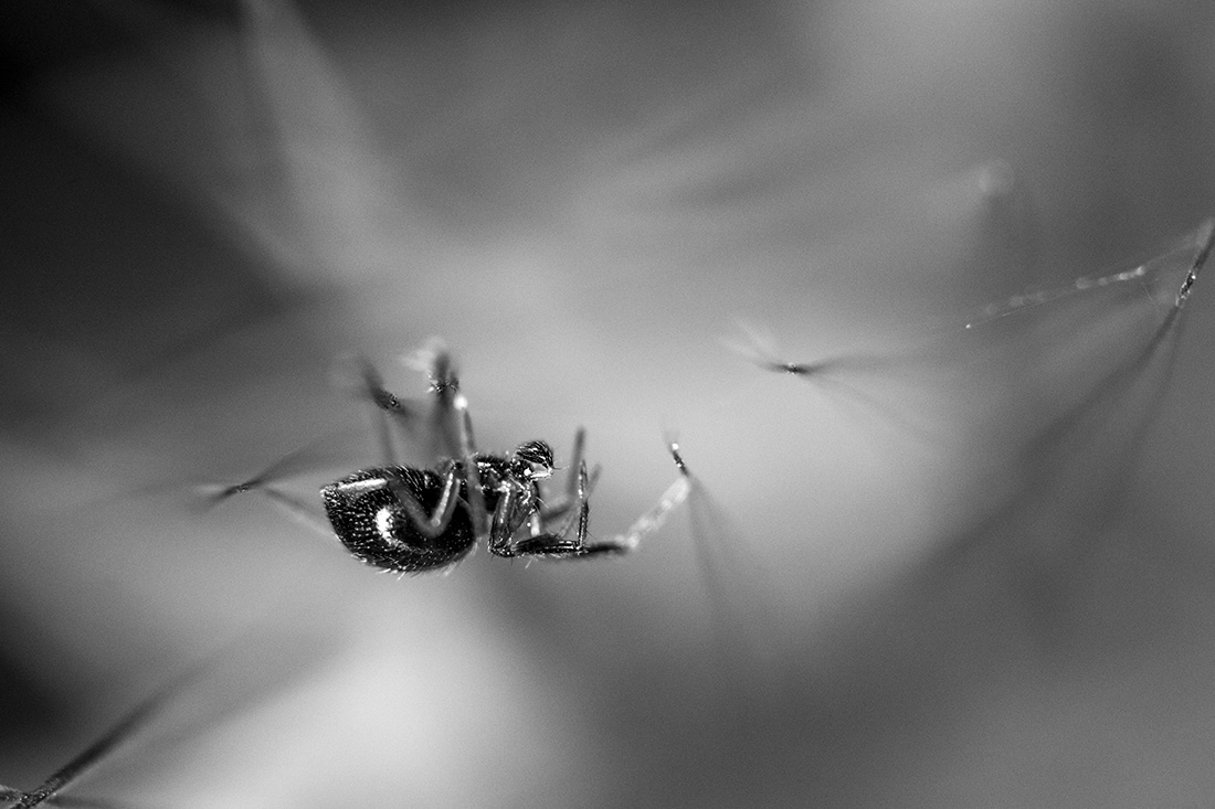 Arachnid