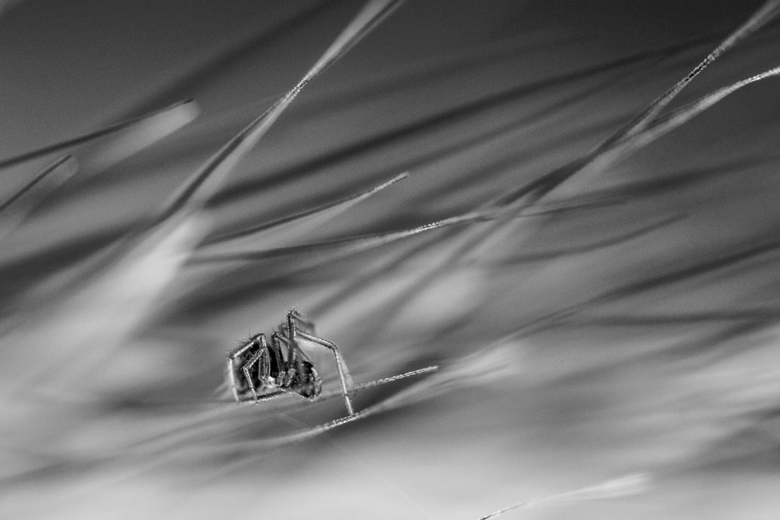 Arachnid