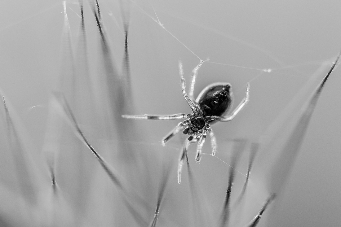 Arachnid