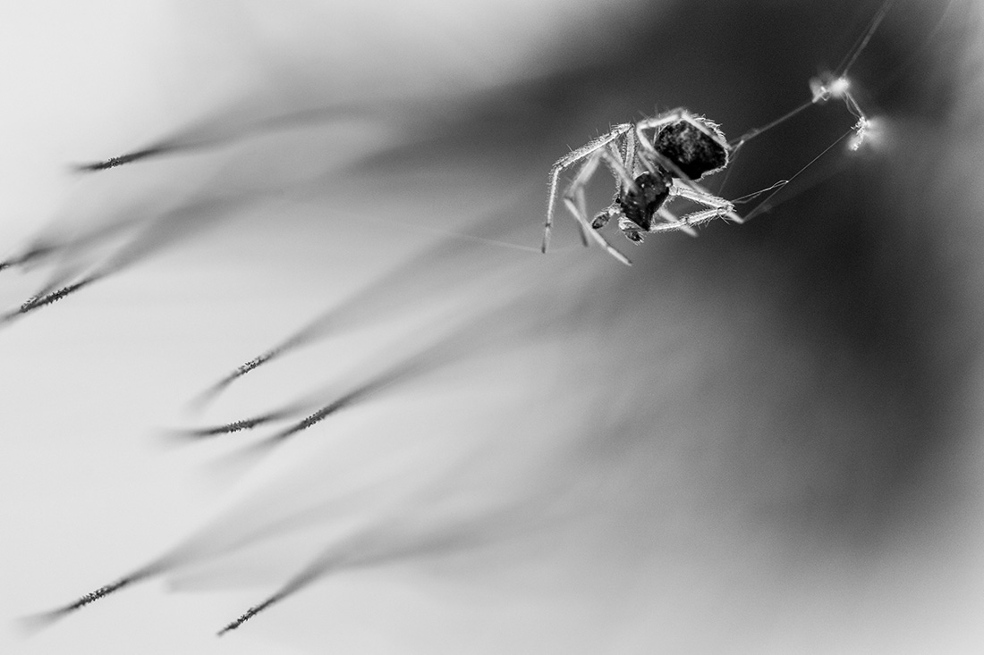 Arachnid