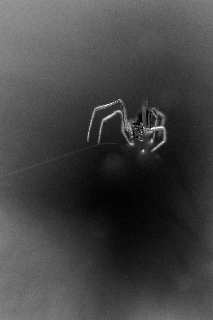 Arachnid
