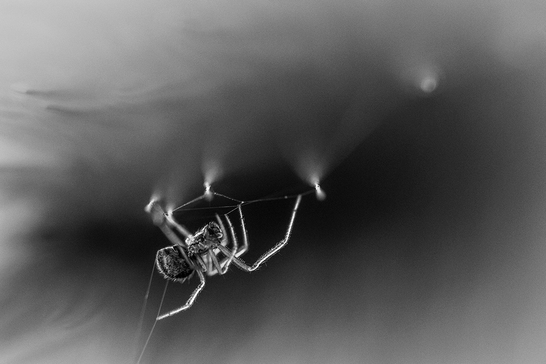 Arachnid