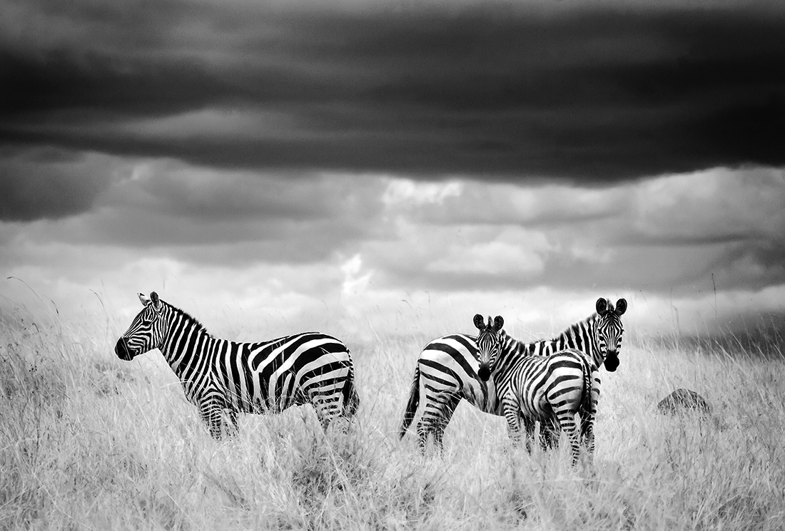 Infrared Masai Mara Wildlife