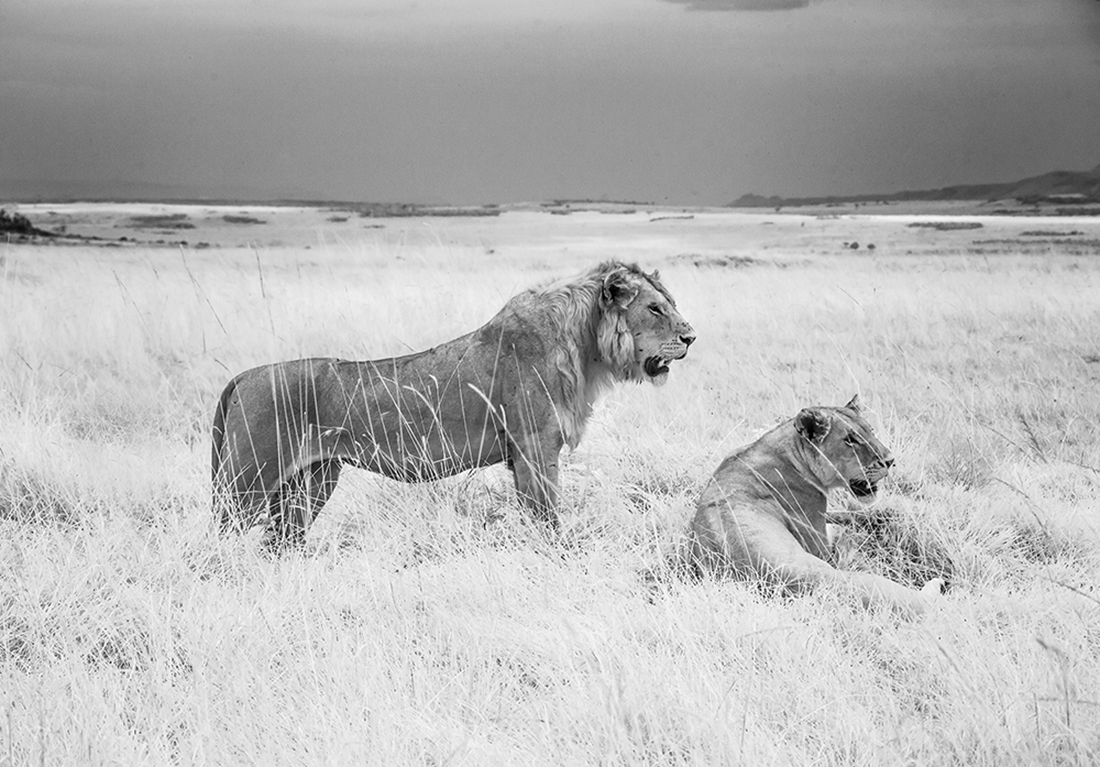 Infrared Masai Mara Wildlife