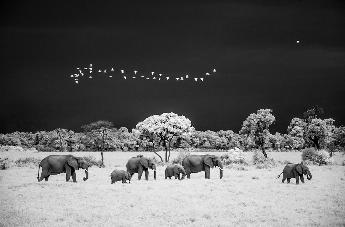 Infrared Masai Mara Wildlife